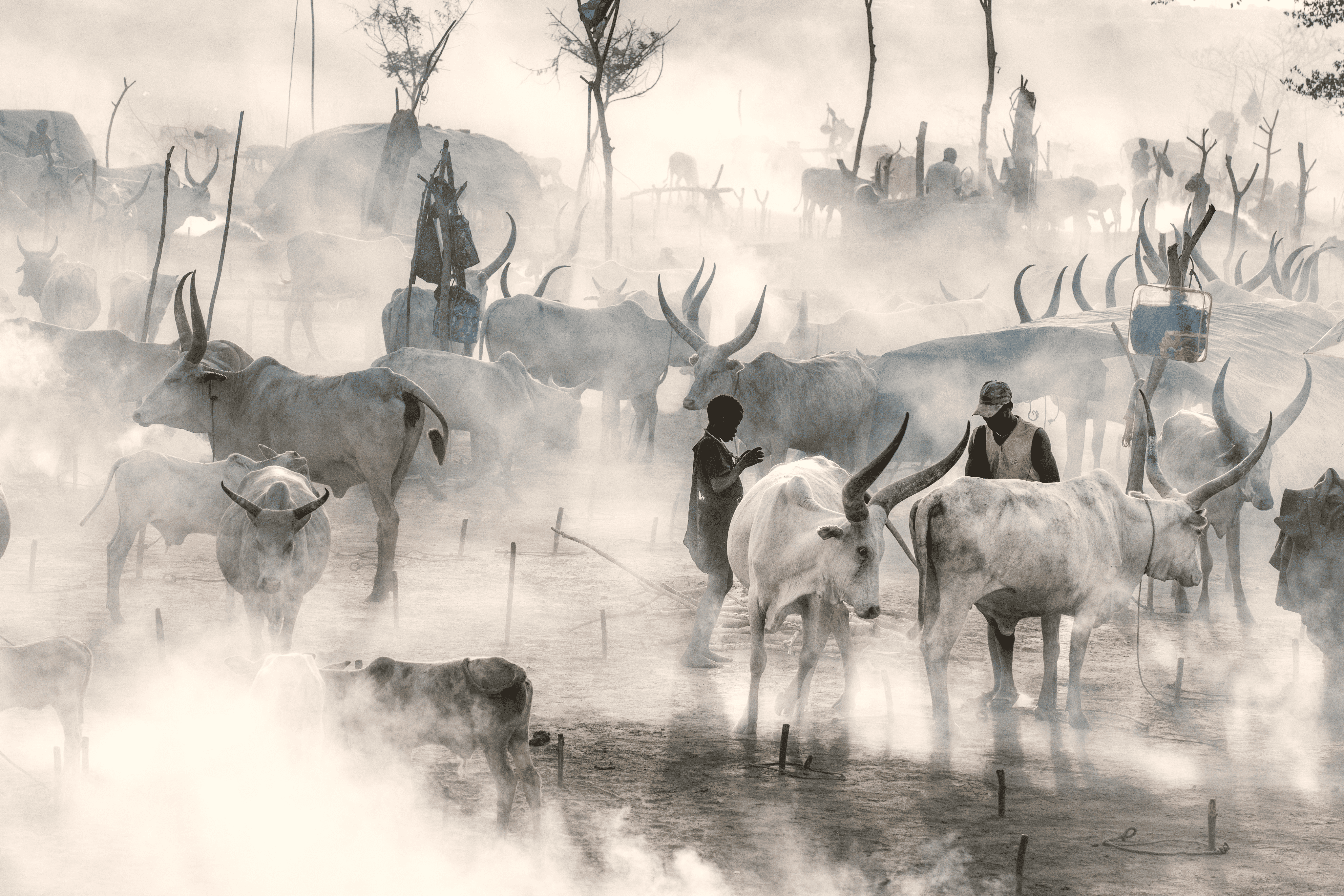 Here's to Africa, As Told by Africans